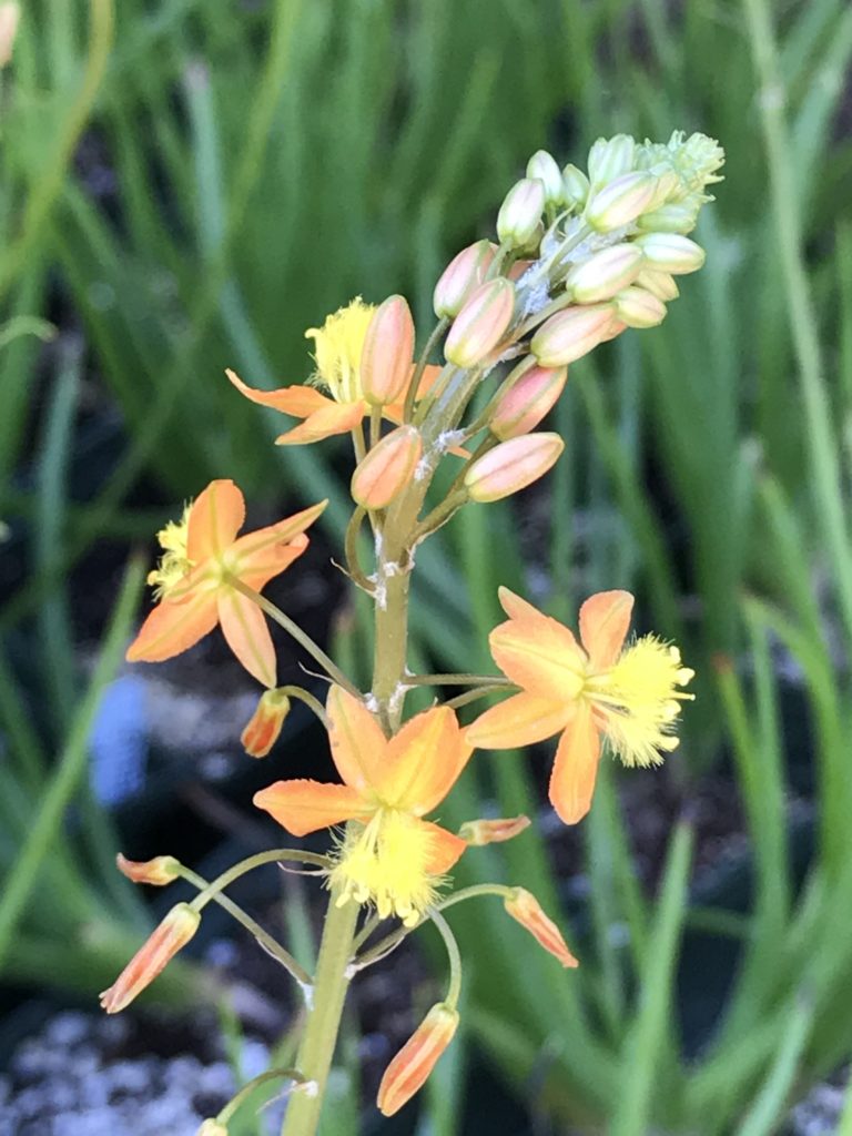 bulbine frutescens