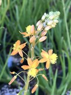 Bulbine frutescens 'Hallmark' (1 qt) | Orange Stalked Bulbine (1 qt)