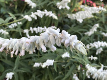 Load image into Gallery viewer, Salvia leucantha &#39;White Mischief&#39; (1 qt) | White Mischief Mexican Bush Sage (1 qt)
