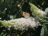 Buddleia davidii 'White Bouquet' (1 qt) | White Bouquet Butterfly Bush (1 qt)