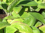 Symphytum officinale (4