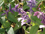 Salvia 'Waverly' (1 qt) | Waverly Sage (1 qt)