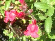 Salvia greggii 'Fire Dancer' (1 qt) | Fire Dancer Autumn Sage (1 qt)