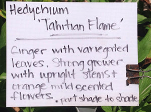 Hedychium 'Tahitian Flame (1 qt) | Tahitian Flame Variegated Ginger (1 qt)