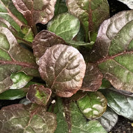Ajuga reptans 'Mahogany' (4
