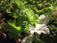 Pelargonium 'Charmay Snow Flake' (4