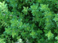 Thymus vulgaris 'English Wedgewood' (4