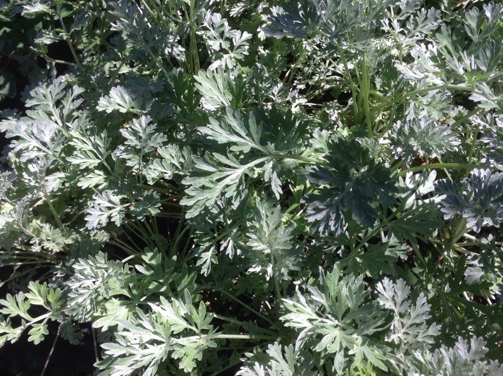 Artemisia absinthium (4