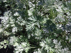 Artemisia absinthium | Wormwood
