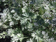 Artemisia absinthium (4