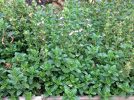 Teucrium chamaedrys 'Nana' (4
