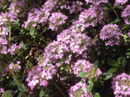 Thymus longicaulis (4
