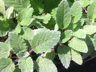 Salvia sclarea 'Turkestanica' (info) | Turkish Clary Sage (info)