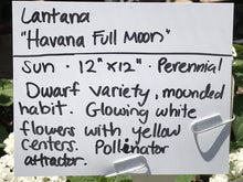 Load image into Gallery viewer, Lantana camara &#39;Havana Full Moon&#39; | Havana Full Moon Lantana
