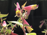 Cuphea cyanea 'Mouse Ears' | Mouse Ears Cuphea