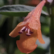 Agastache 'Summer Sunset' (1 qt) | Summer Sunset Hummingbird Mint (1 qt)