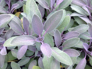 Salvia officinalis 'Purpurea' (4