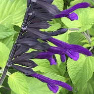 Salvia 'Amistad' (1 qt) | Friendship Sage (1 qt)