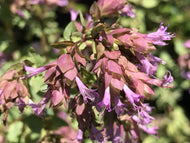 Origanum laevigatum 'Pilgrim' (1 qt) | 'Pilgrim' Ornamental Oregano (1 qt)