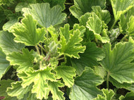 Pelargonium 'Orange Fizz' (4