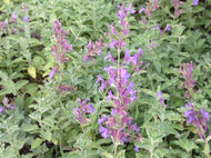 Nepeta 'Junior Walker' (1 qt) | Dwarf Catmint (1 qt)