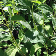 Lippia graveolens (4