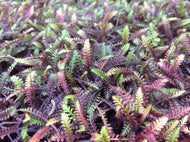 Leptinella 'Platt's Black' (1 qt) | New Zealand Brass Buttons (1 qt)