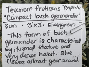 Teucrium fruticans 'Compactum' (1 qt) | Compact Bush Germander (1 qt)
