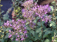 Trachelium caeruleum | Blue Throatwort