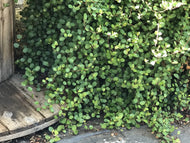 Muehlenbeckia axillaris (1 qt) | Wire Vine (1 qt)