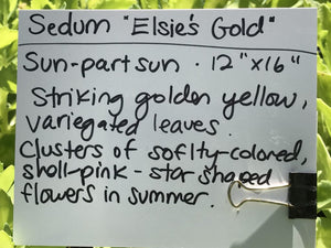 Sedum spectabile 'Elsie's Gold' | Elsie's Gold Stonecrop