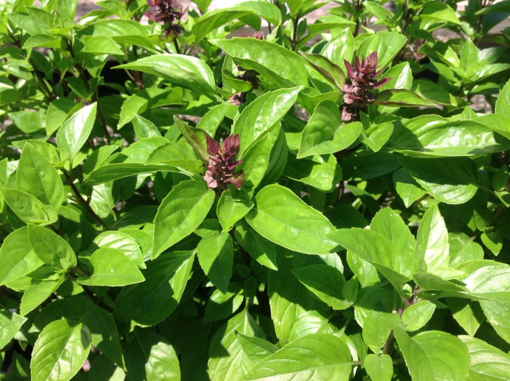 Ocimum basilicum Ajaka Basil Fairytale Ajaka