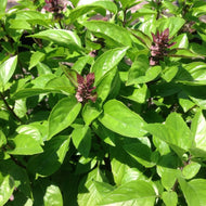 Ocimum basilicum 'Ajaka' (4