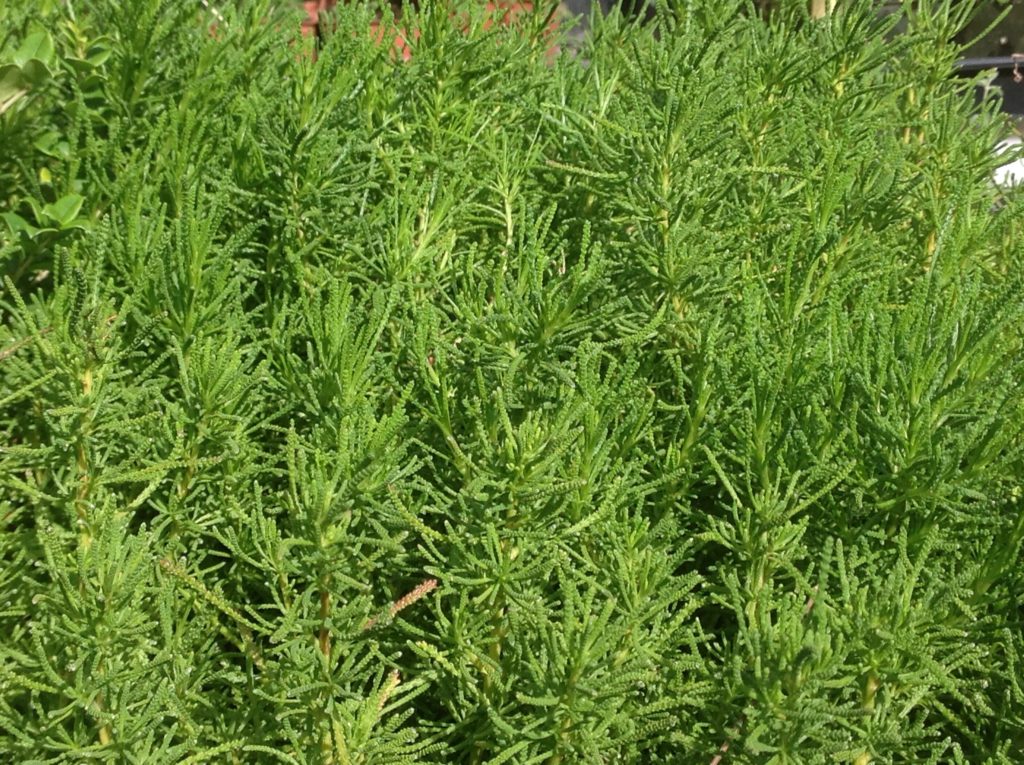 green lavender cotton plant Santolina virens