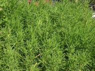 Santolina virens | Green Lavender Cotton