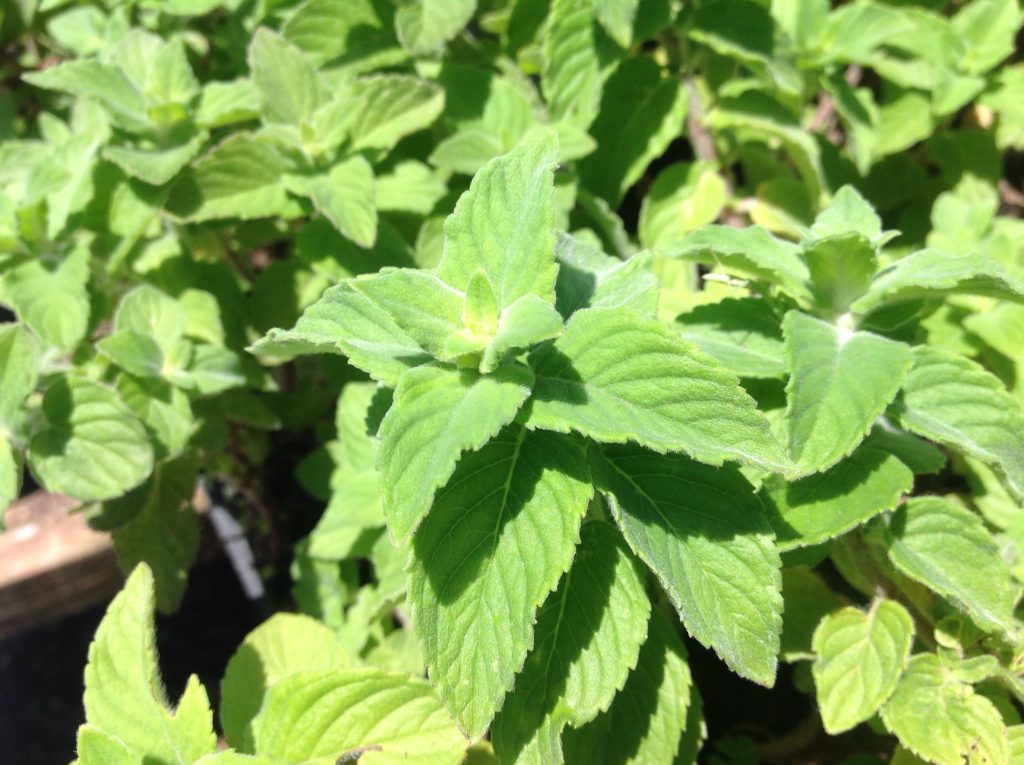 Mentha 'Hillary's Sweet Lemon' (4