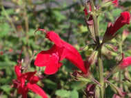 Salvia roemeriana 'Hot Trumpets' (1 qt) | Cedar Sage (1 qt)