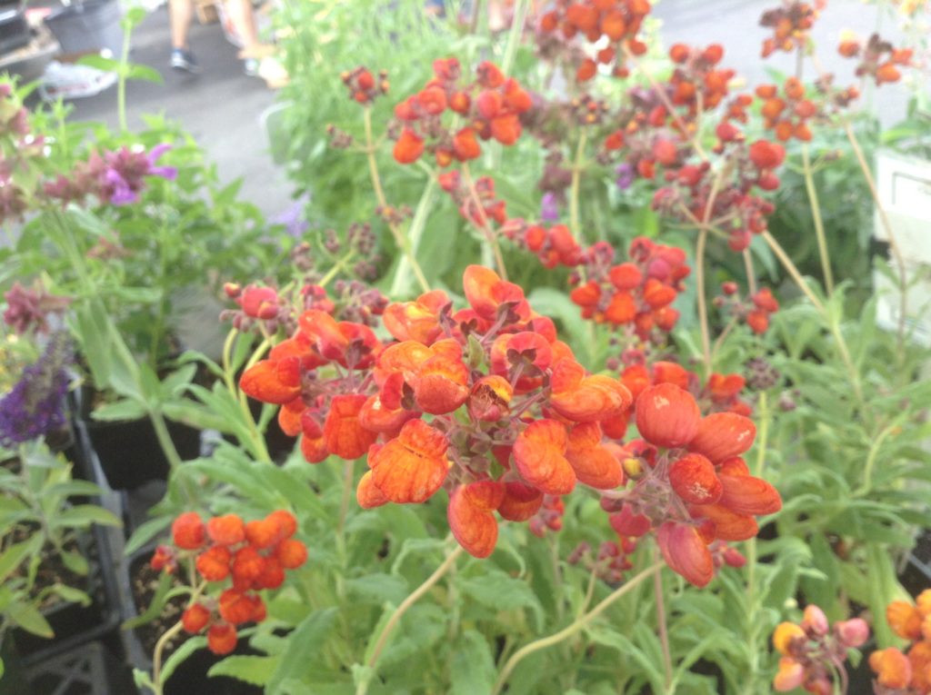 Calceolaria integrifolia 'Kentish Hero' (1 qt)