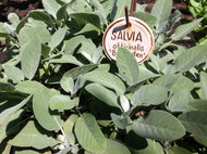 Salvia officinalis 'Berggarten' (4
