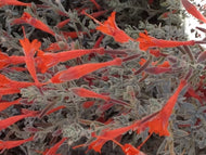 Epilobium 'Carmen's Grey' (1 qt) | California Fuschia (1 qt)