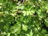 Petroselinum neapolitanum - Italian (3.5