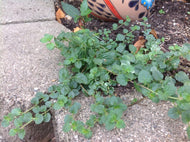 Veronica 'Waterperry Blue' | Creeping Speedwell