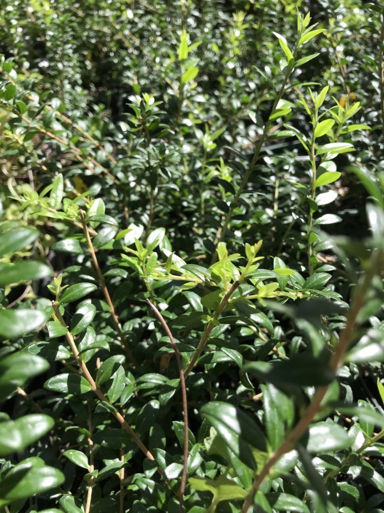 Myrtis communis ssp. ‘Tarentina’ (1 qt) | Narrow Leaf Myrtle (1 qt)