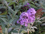Buddleia davidii 'Buzz Sky Blue' (1 qt) | Sky Blue Dwarf Butterfly Bush (1 qt)