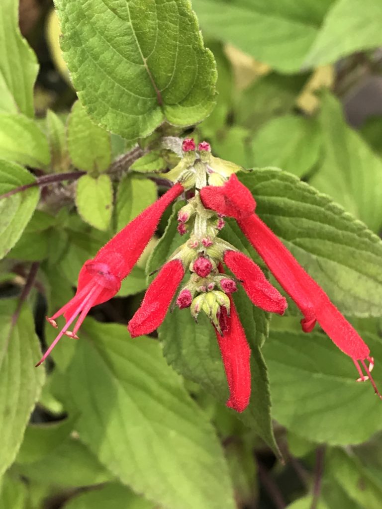 pineapple sage plant Salvia elegans 'Scarlet Pineapple' (1 qt)