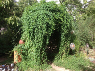 Polygonum multiflorum (4