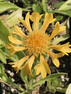Gaillardia x grandiflora 'Moxie' (1 qt) | Moxie Blanket Flower (1 qt)
