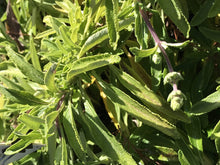 Load image into Gallery viewer, Salvia sonomensis x mellifera &#39;Dara&#39;s Choice&#39; (1 qt) | Dara&#39;s Choice Creeping Sage (1 qt)

