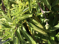 Salvia sonomensis x mellifera 'Dara's Choice' (1 qt) | Dara's Choice Creeping Sage (1 qt)