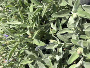 Salvia officinalis 'Nazareth' | Garden Sage